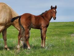 Whiskey Up Kelp JW <BR> AQHA PENDING